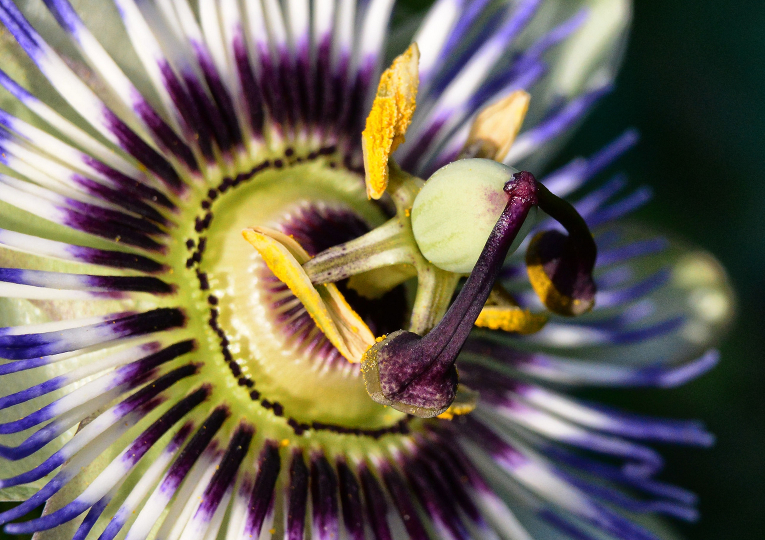 Passiflora incarnata (Fleischfarbene Passionsblume)..