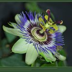 Passiflora incarnata L.