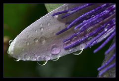 Passiflora incarnata - Passionsblume