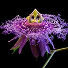 Passiflora 'Incense'