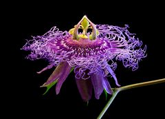 Passiflora 'Incense'