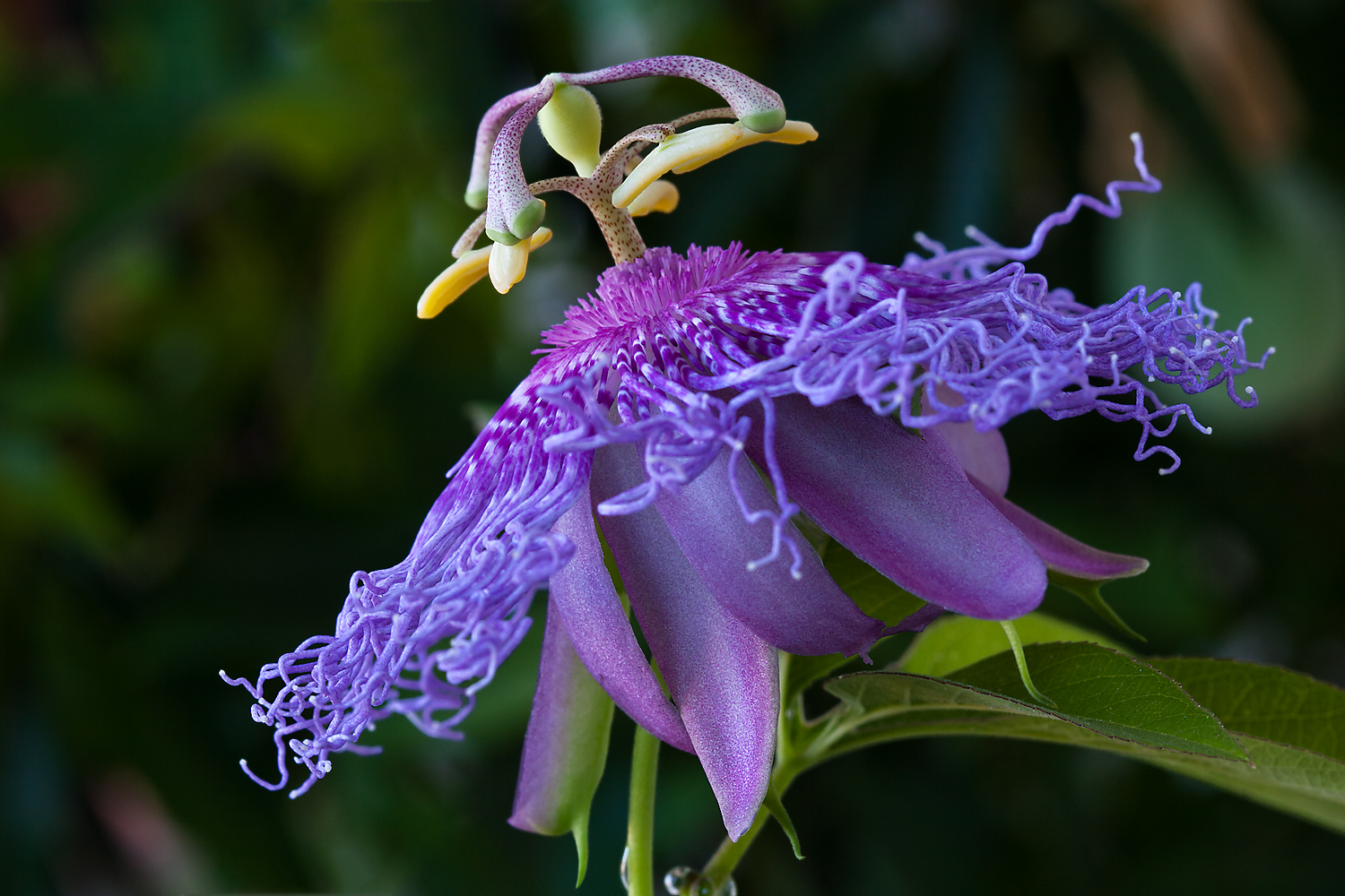 Passiflora 'Incense'