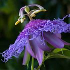 Passiflora 'Incense'