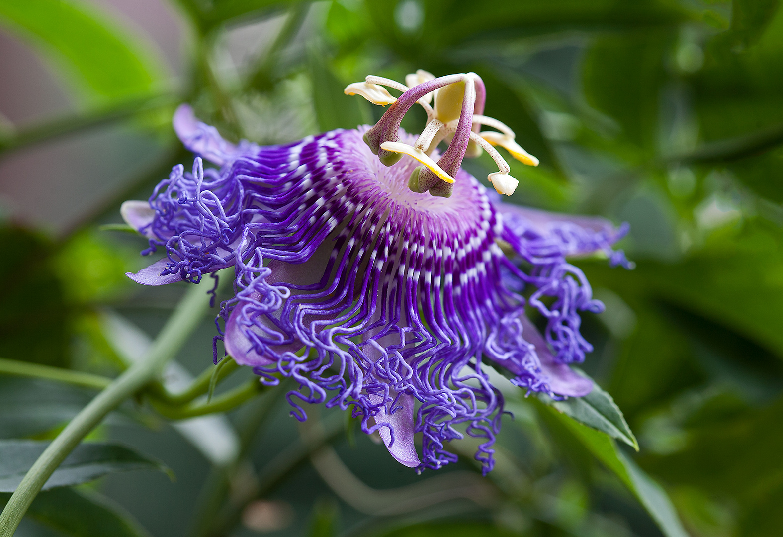 Passiflora Incense