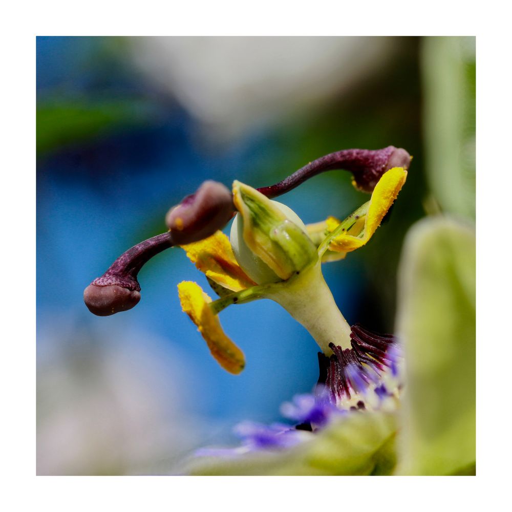  passiflora karussell