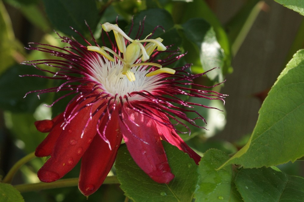 Passiflora "Lady Margaret"