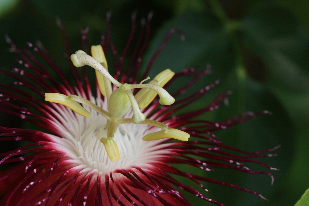 Passiflora "Lady Margaret"