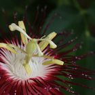 Passiflora "Lady Margaret"