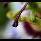 Passiflora - Makro