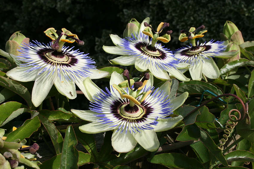 Passiflora mal 4