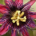 Passiflora Marijke...