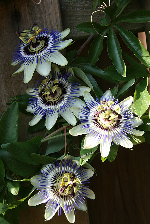 Passiflora mit 4 Blüten