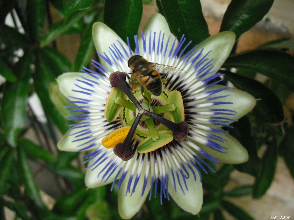 Passiflora mit Biene