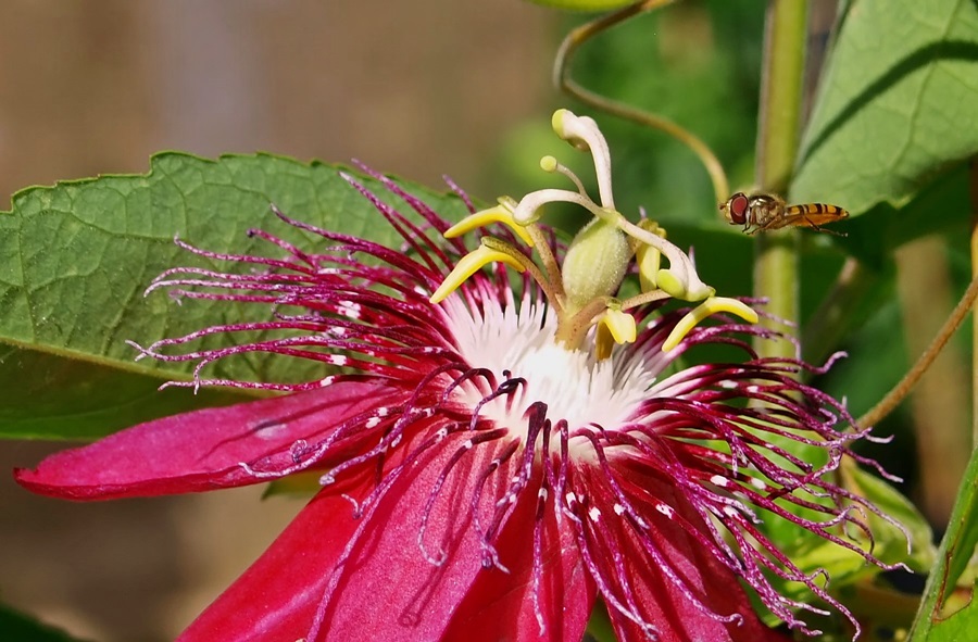 Passiflora mit Überraschung