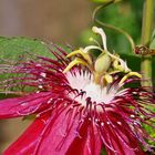 Passiflora mit Überraschung