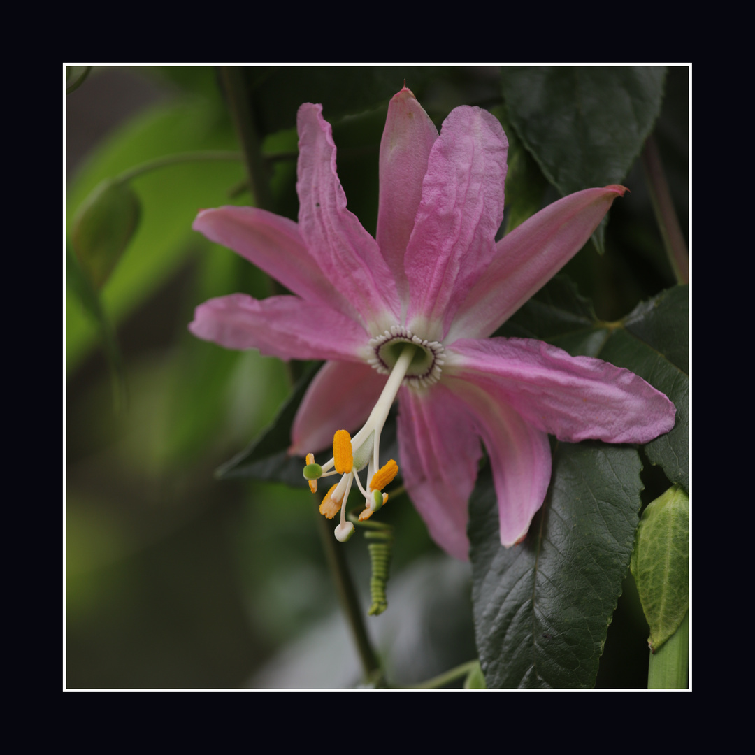 Passiflora mollissima