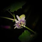 Passiflora morifolia