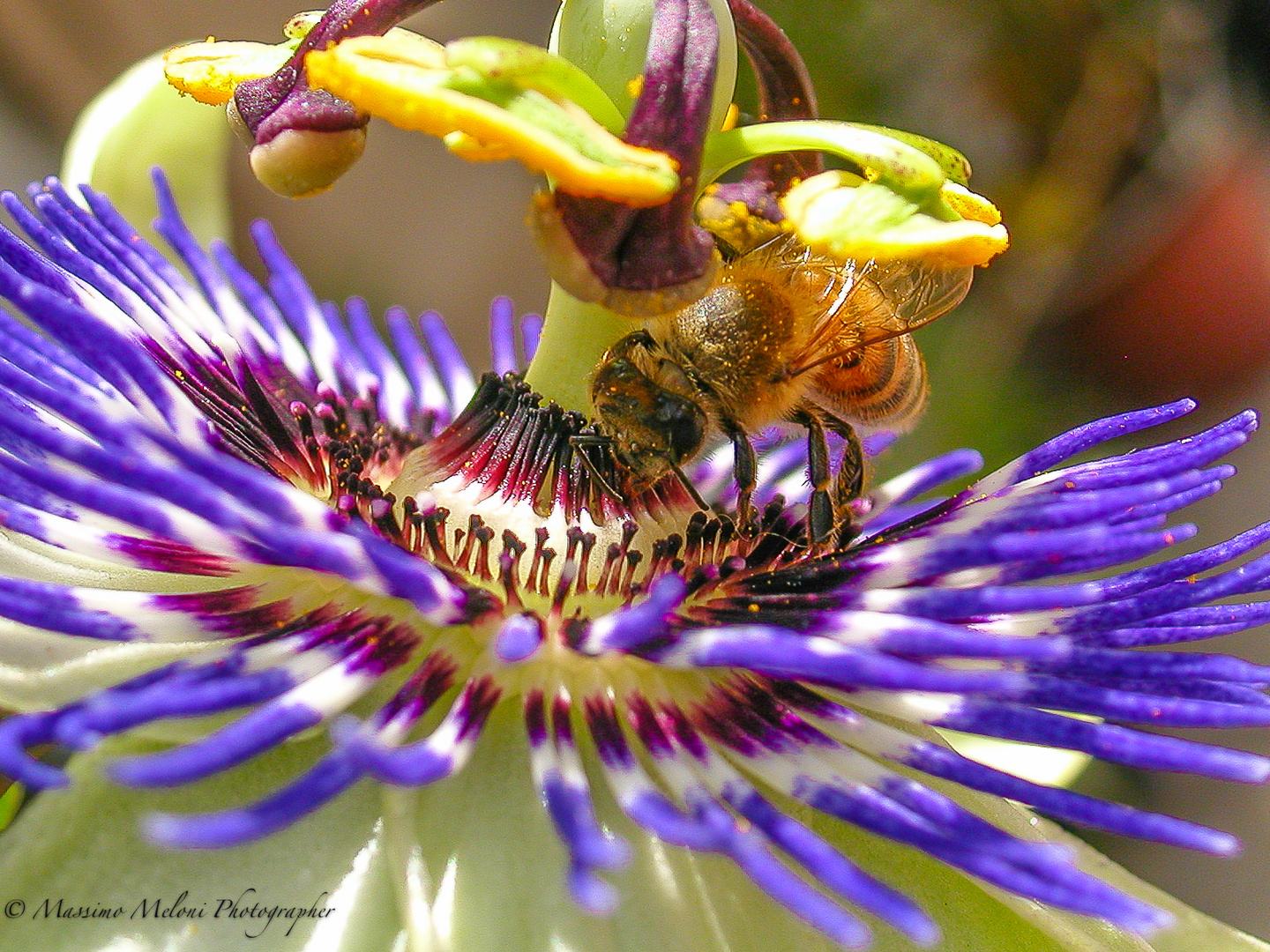 Passiflora Morifolia