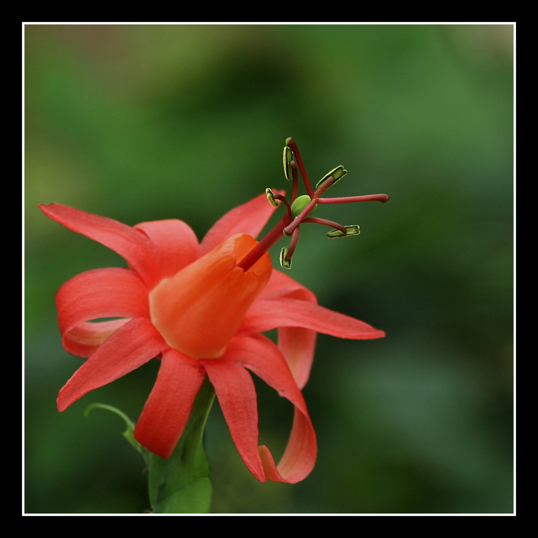 Passiflora murucuja