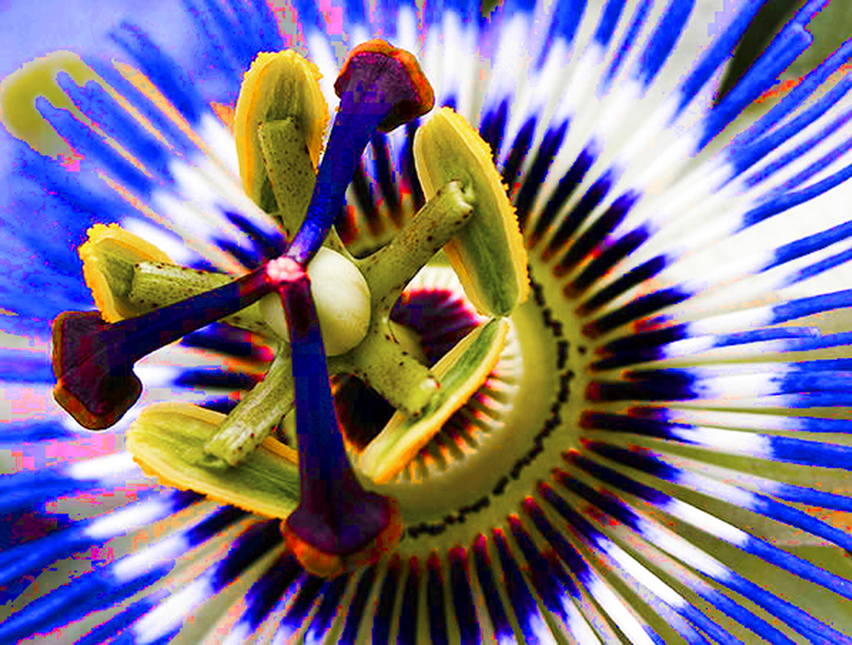 PASSIFLORA N° 7 PER UN DIPINTO IN ACRILICO (1862)