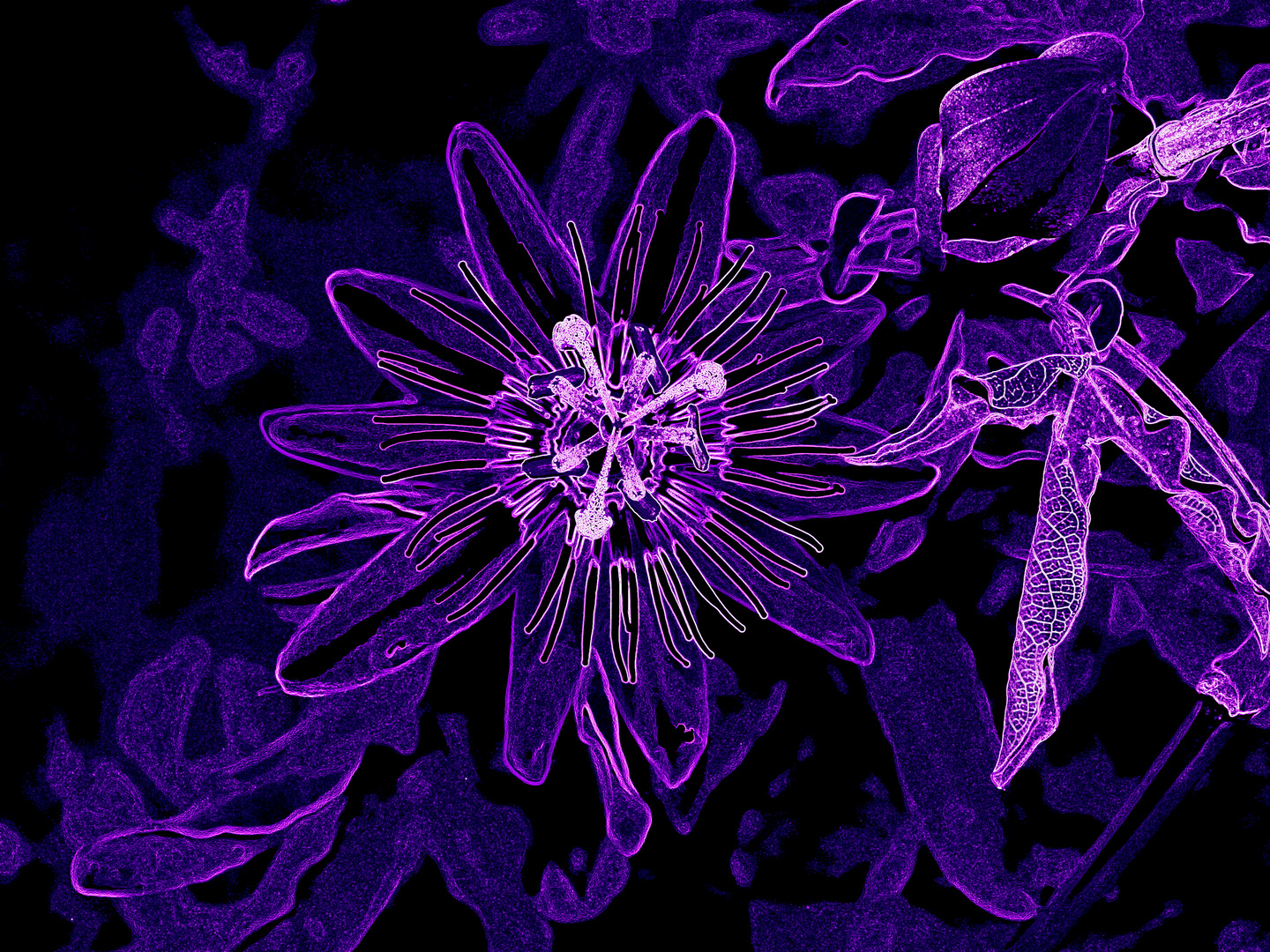 ***Passiflora ***neon***