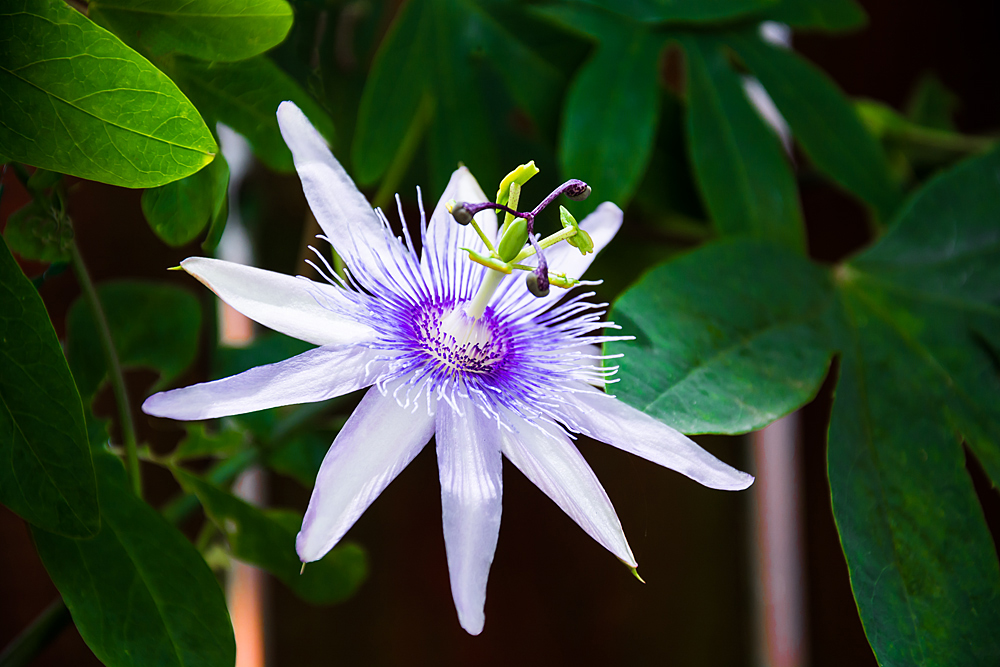 Passiflora oder Passionsblume