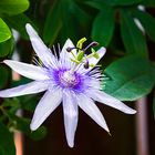 Passiflora oder Passionsblume