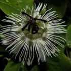 Passiflora pardifolia