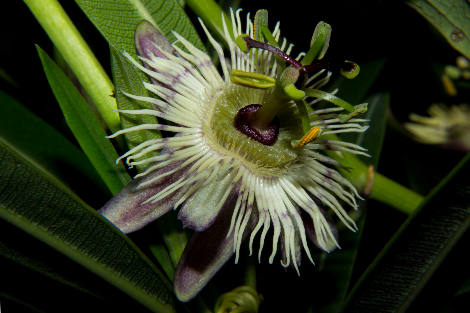 Passiflora pardifolia