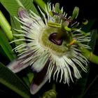 Passiflora pardifolia