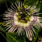 Passiflora pardifolia