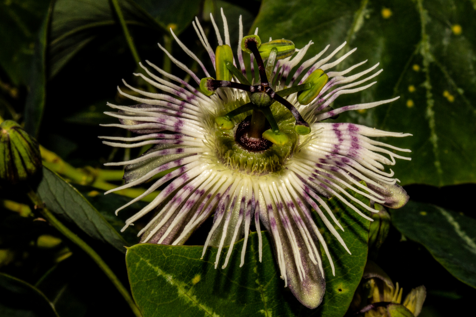 Passiflora pardifolia