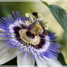 Passiflora - Passionsblume