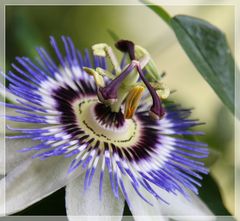 Passiflora - Passionsblume