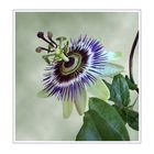 Passiflora - Passionsblume