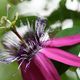 Passiflora - Passionsblume