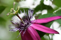 Passiflora - Passionsblume