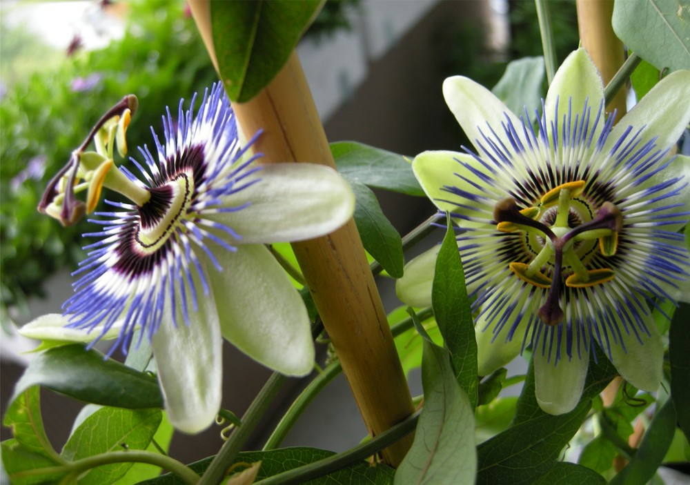 Passiflora - Passionsblume