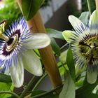 Passiflora - Passionsblume