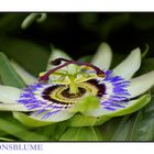 Passiflora - Passionsblume