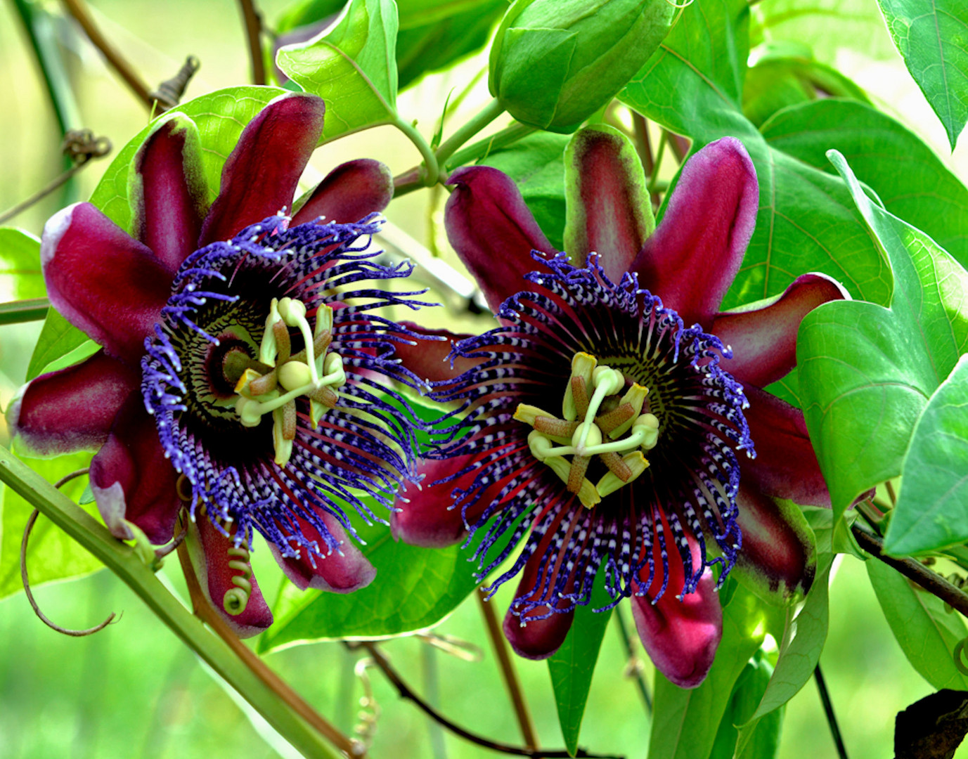 Passiflora / Passionsblume