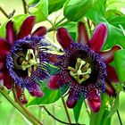 Passiflora / Passionsblume