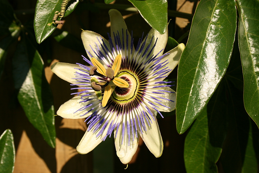 Passiflora Passionsblume