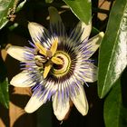 Passiflora Passionsblume