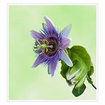 Passiflora - Passionsblumen