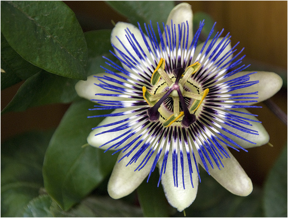 Passiflora - Passionsblumenblüte