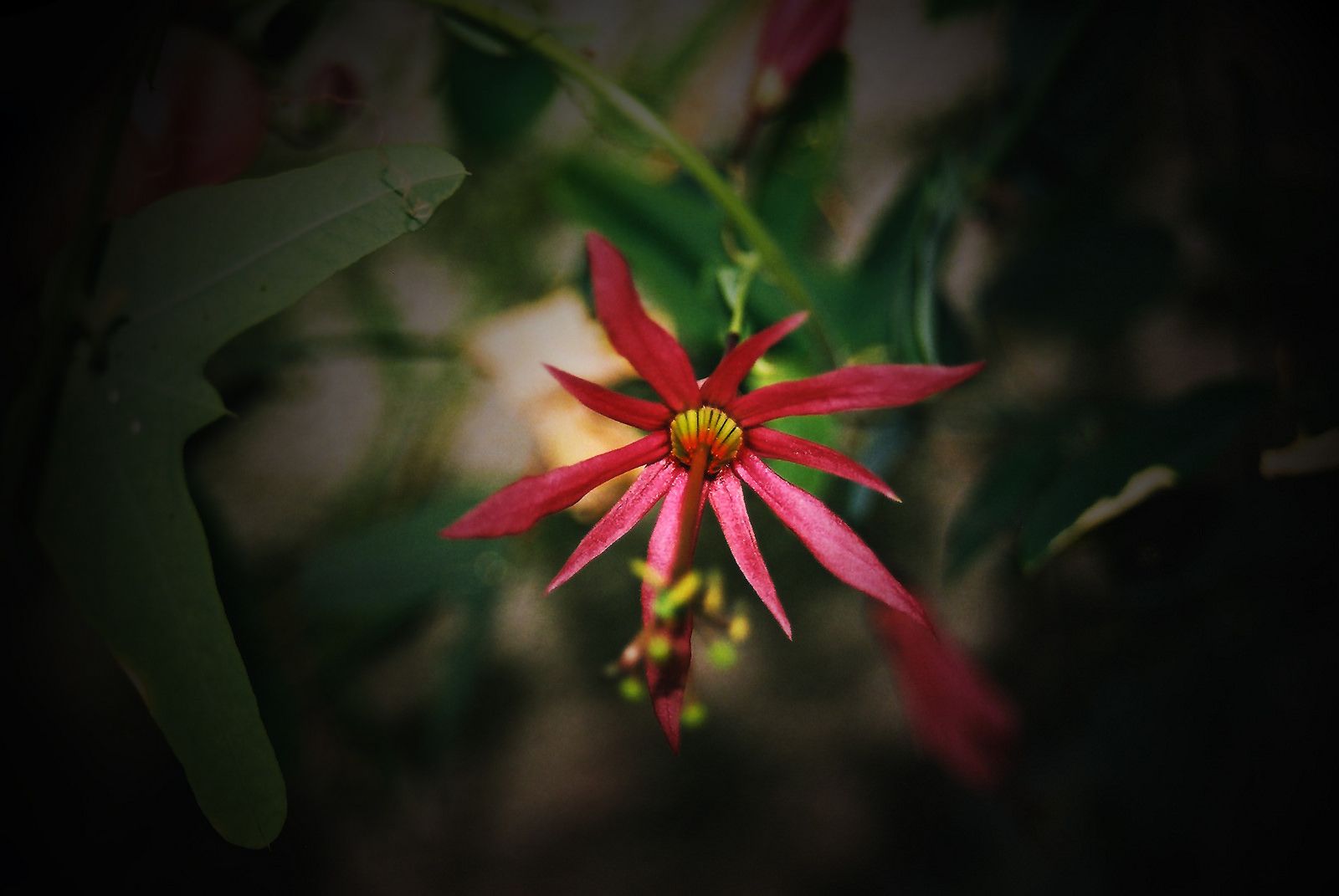 Passiflora perfoliata