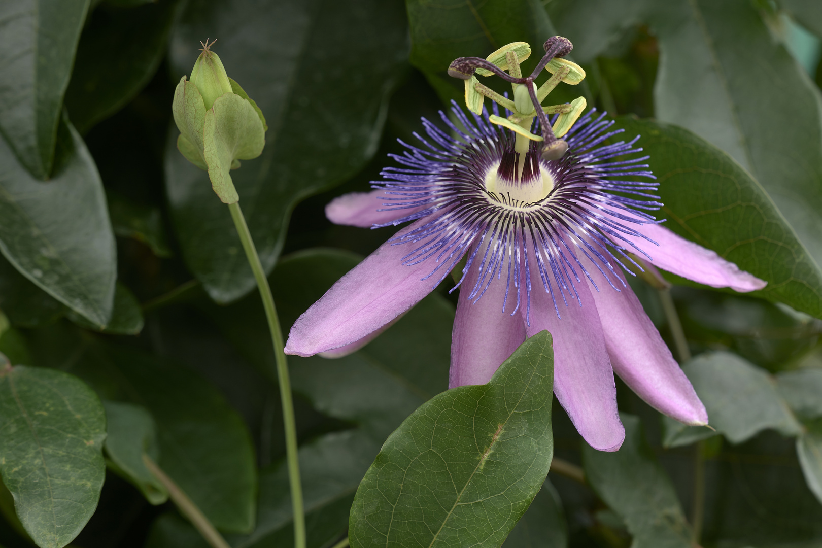 Passiflora picturata