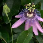 Passiflora picturata