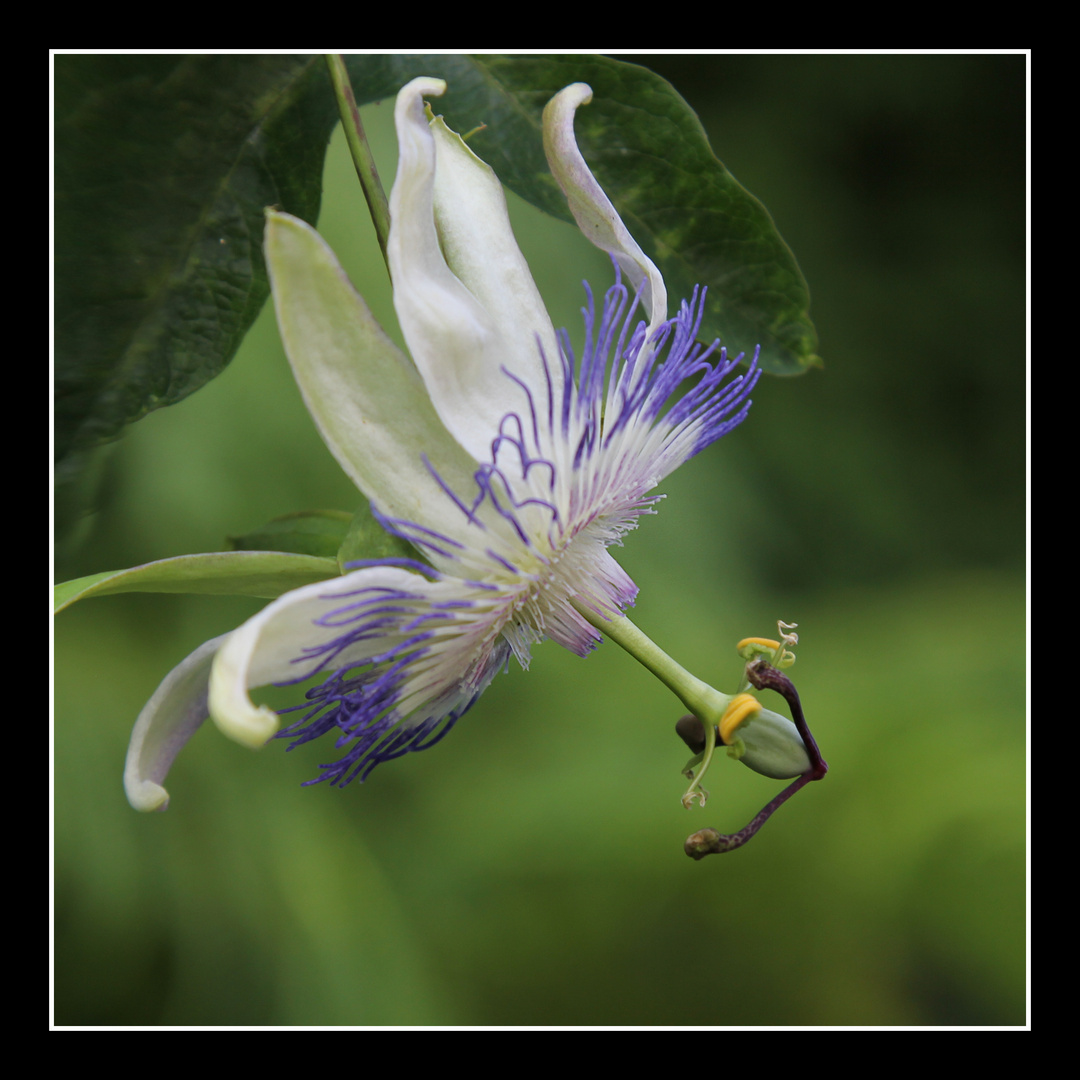 Passiflora Pierre Pome